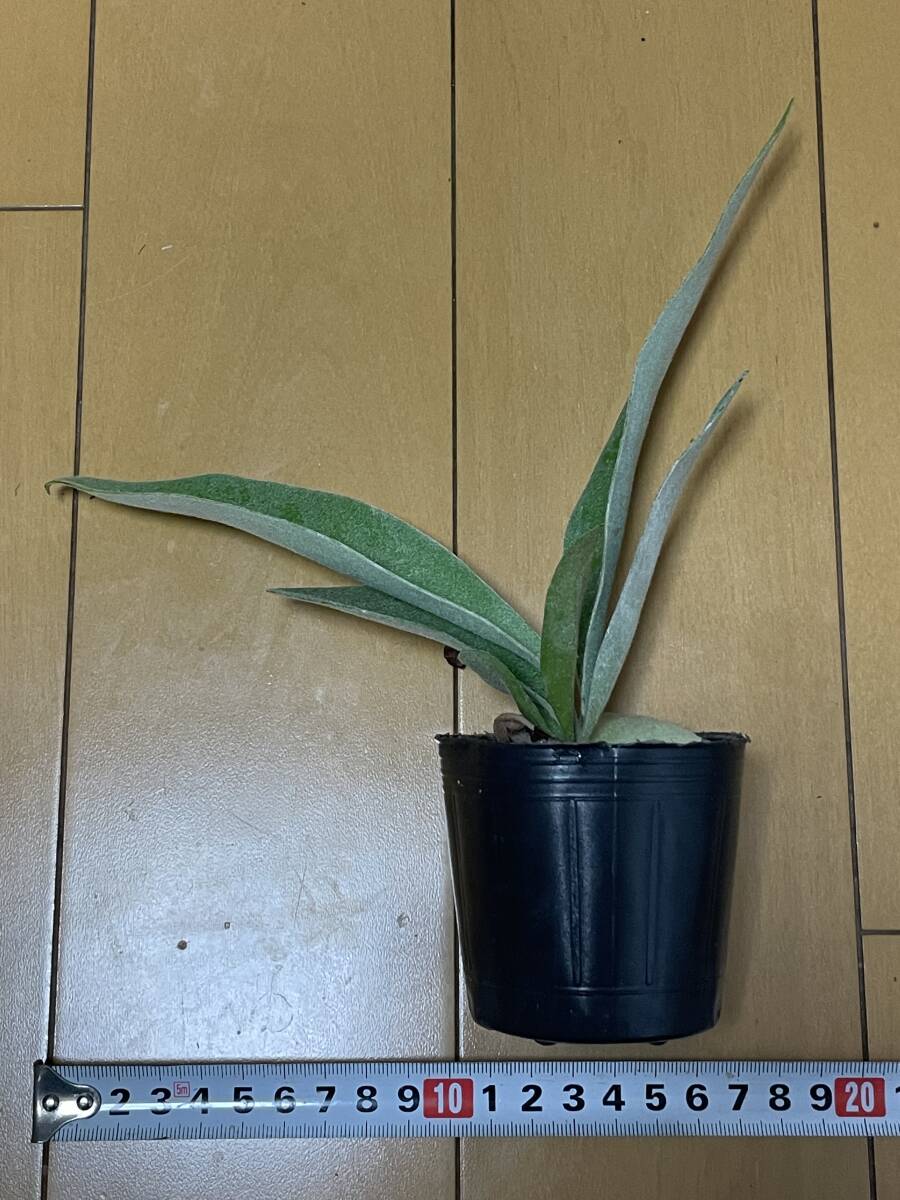 P.Wolverine(P.veitchii Auburn river × P.willinckii) ビカクシダ ウルヴァリンの画像5