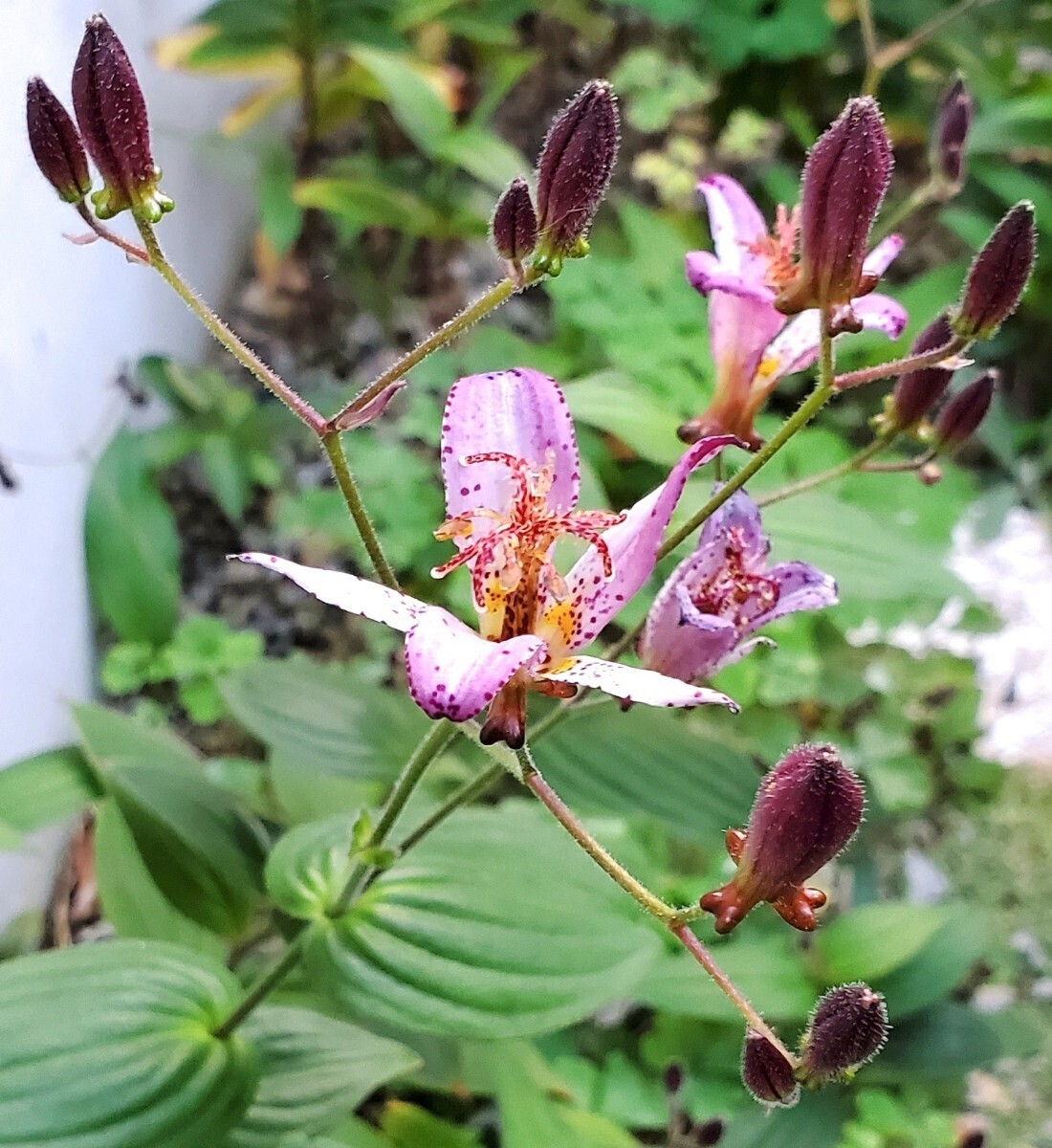  ホトトギス　苗　4本　藤娘　ユリ科　宿根草　シェードガーデン　下草　和風庭園　秋の花　茶花_画像1