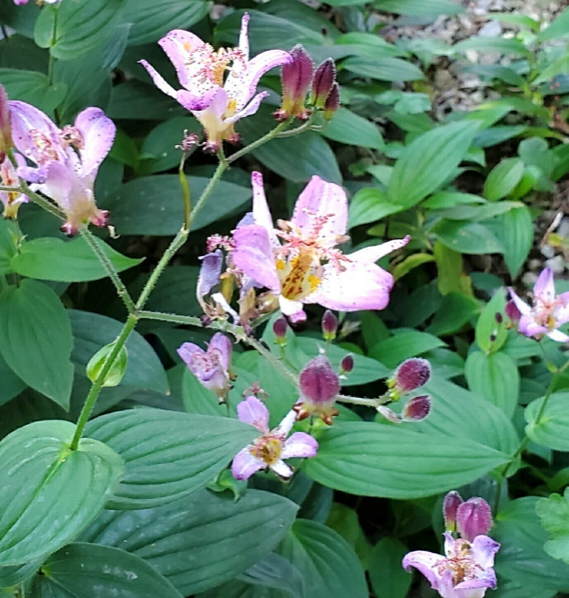  ホトトギス　苗　4本　藤娘　ユリ科　宿根草　シェードガーデン　下草　和風庭園　秋の花　茶花_画像2