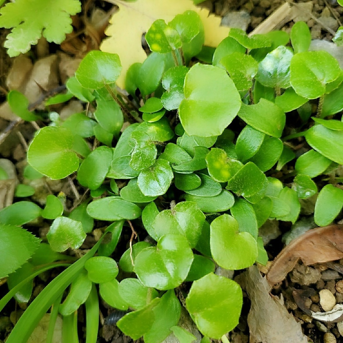 ツワブキ 完熟 種 30粒 シェードガーデン 艶蕗 山野草 下草 宿根草 ガーデニング 和風庭園 の画像3