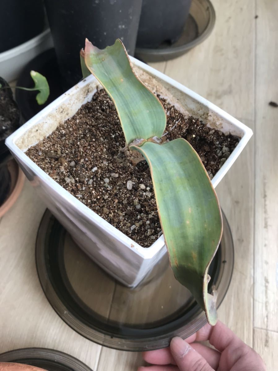 奇想天外 訳あり 苗 キソウテンガイWelwitschia Mirabilis ウェルウイッチア ミラビリス の画像2