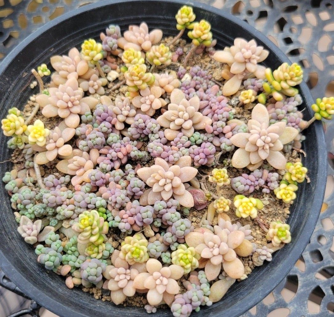 寄せ植え 抜き苗 多肉植物 パープルヘイズ 斑入りタイトゴ 姫秋 寄せ植え 抜き苗 多肉植物 パープルヘイズ 斑入りタイトゴ 姫秋
