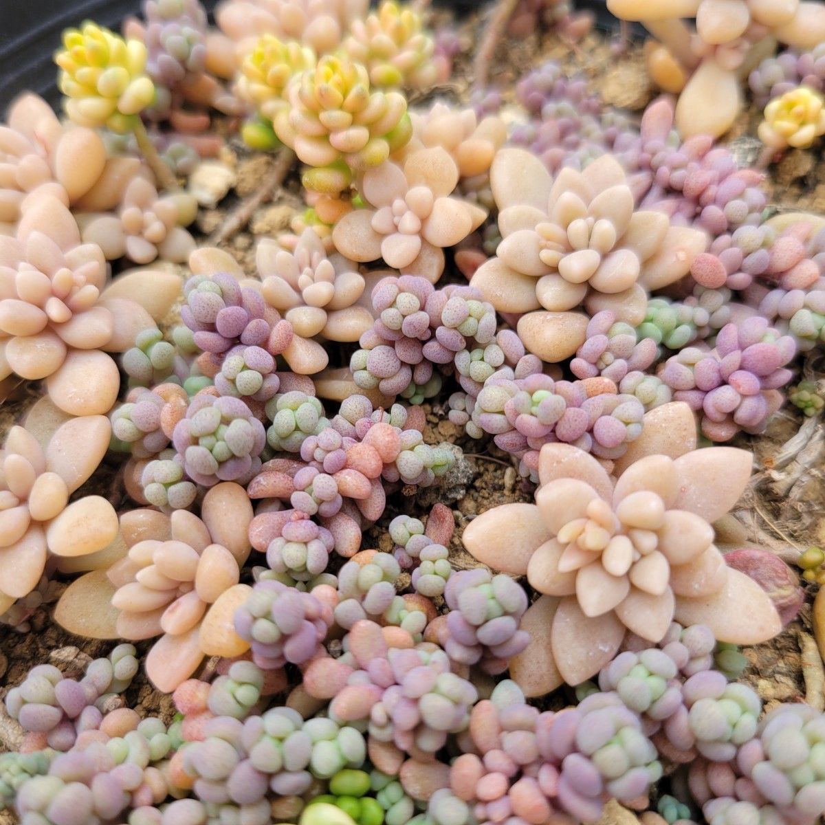 寄せ植え 抜き苗 多肉植物 パープルヘイズ 斑入りタイトゴ 姫秋 寄せ植え 抜き苗 多肉植物 パープルヘイズ 斑入りタイトゴ 姫秋