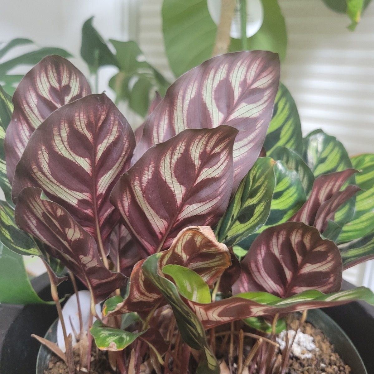 カラテア・マコヤナ Calathea makoyana 抜き苗／観葉植物  夜撮影 宅急便(送料込み)