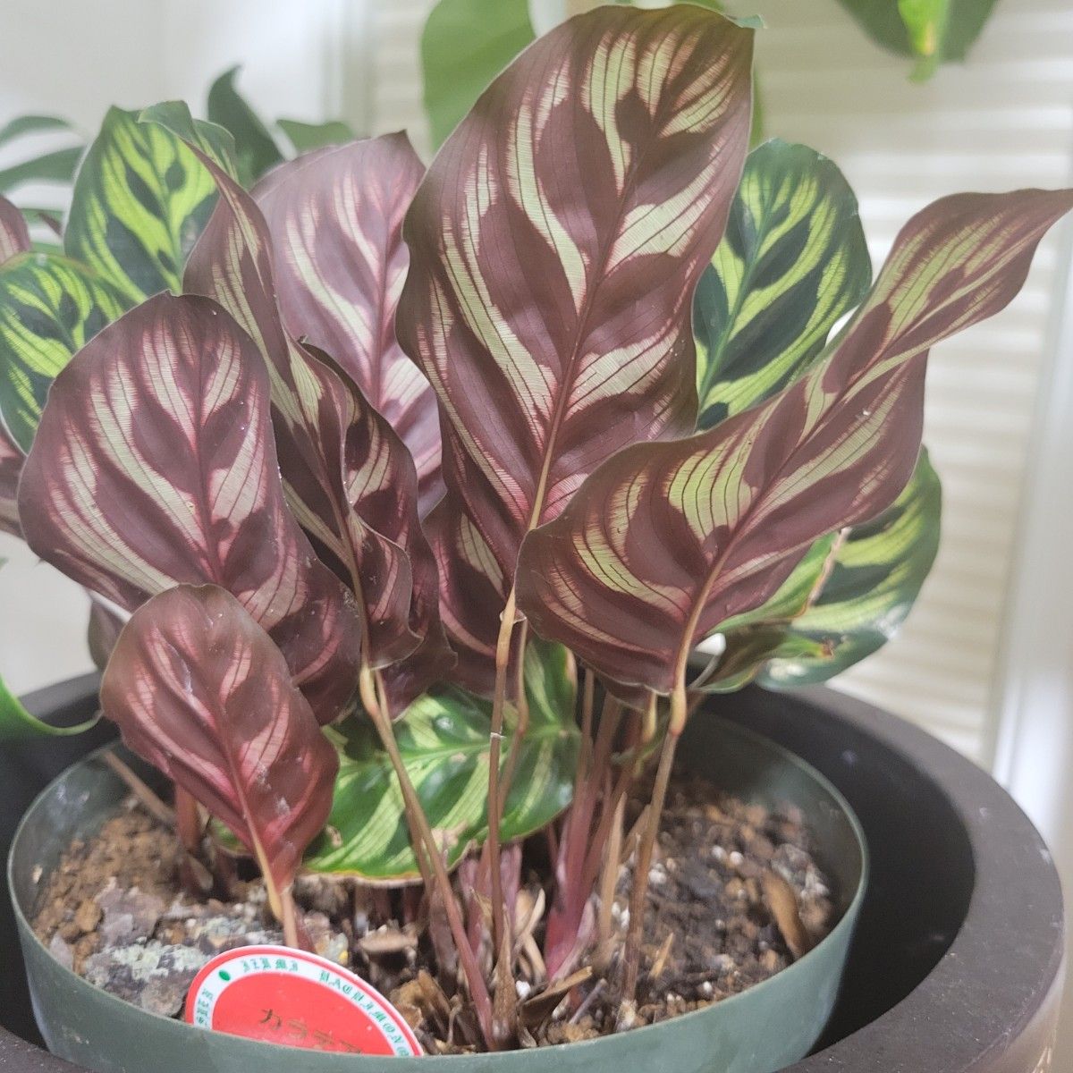 カラテア・マコヤナ Calathea makoyana 抜き苗／観葉植物  夜撮影 宅急便(送料込み)