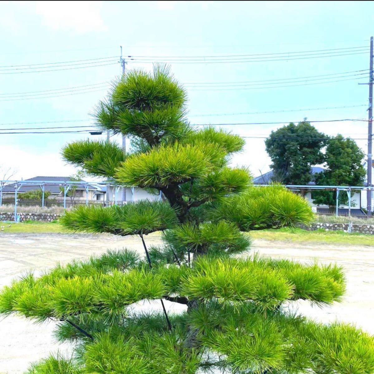 三河黒松『全長約230㎝』引き取り可能限定。近畿地方のみ配達&植込み可能。