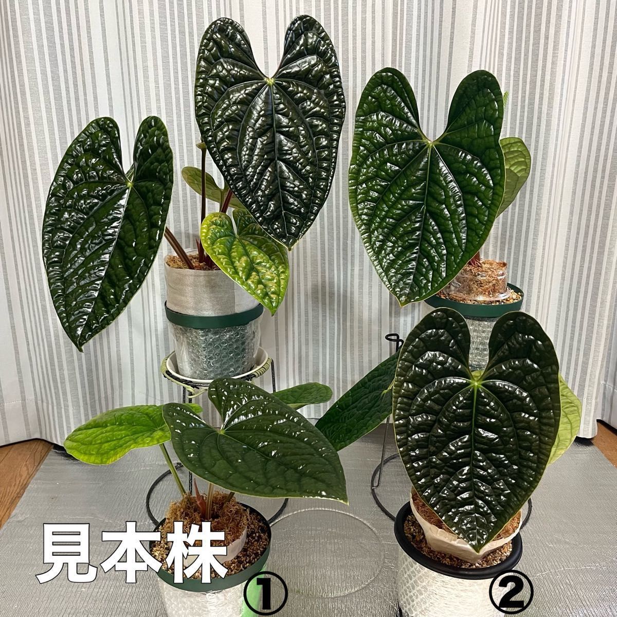 アンスリウム ルクスリアンス Anthurium luxurians②|Yahoo アンスリウム ルクスリアンス Anthurium luxurians②|Yahoo