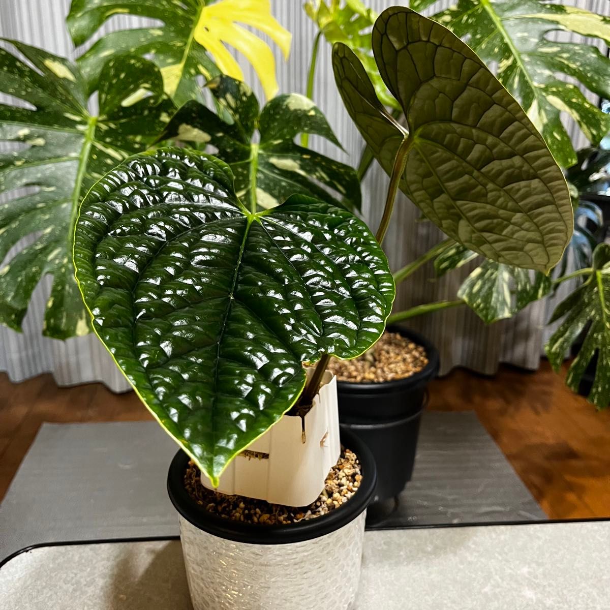 アンスリウム ルクスリアンス Anthurium luxurians②|Yahoo アンスリウム ルクスリアンス Anthurium luxurians②|Yahoo