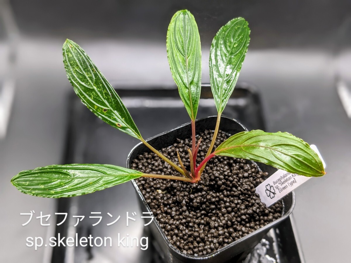 ブセファランドラsp スケルトンキング(skeleton king)【green ブセファランドラsp スケルトンキング(skeleton king)【green