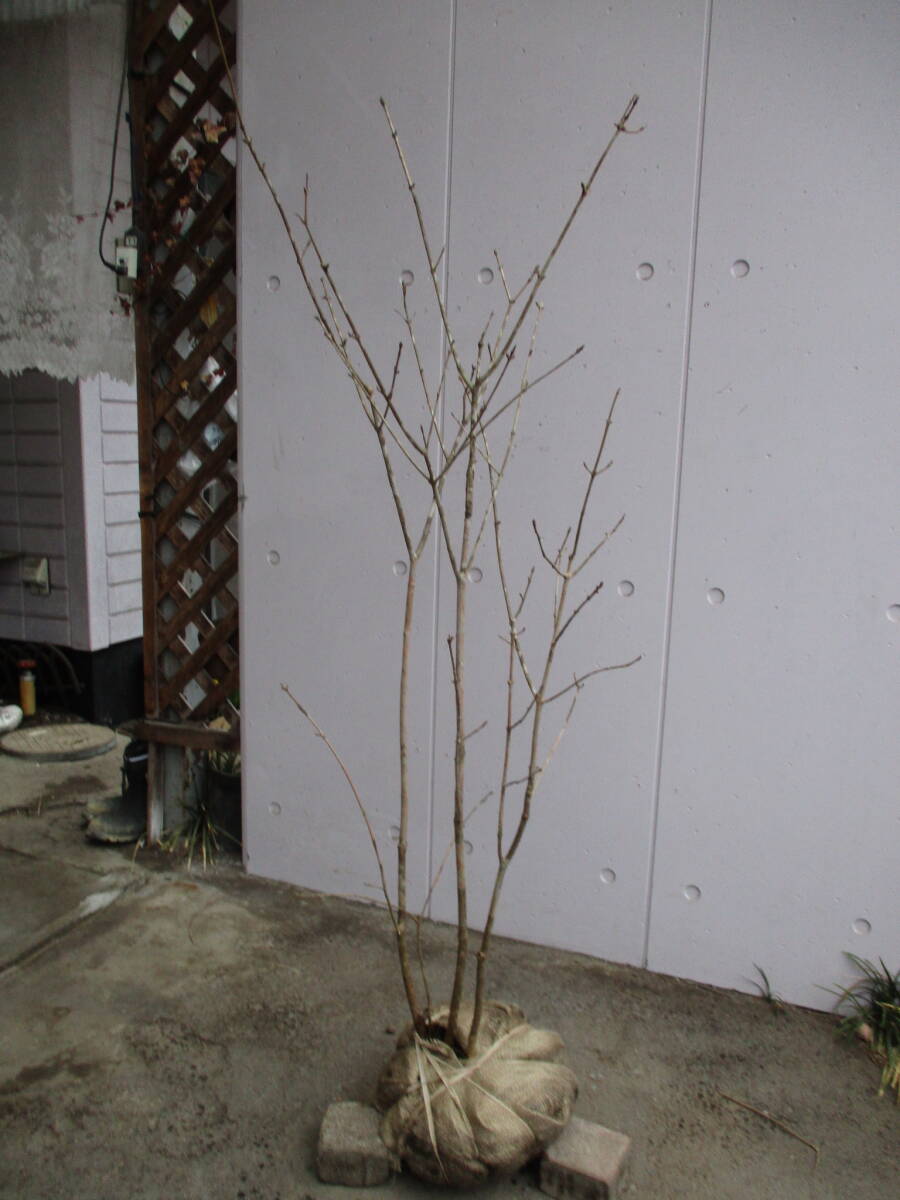  production person direct sale! * fraxinus lanuginosa * height of tree 1.25m stock ..