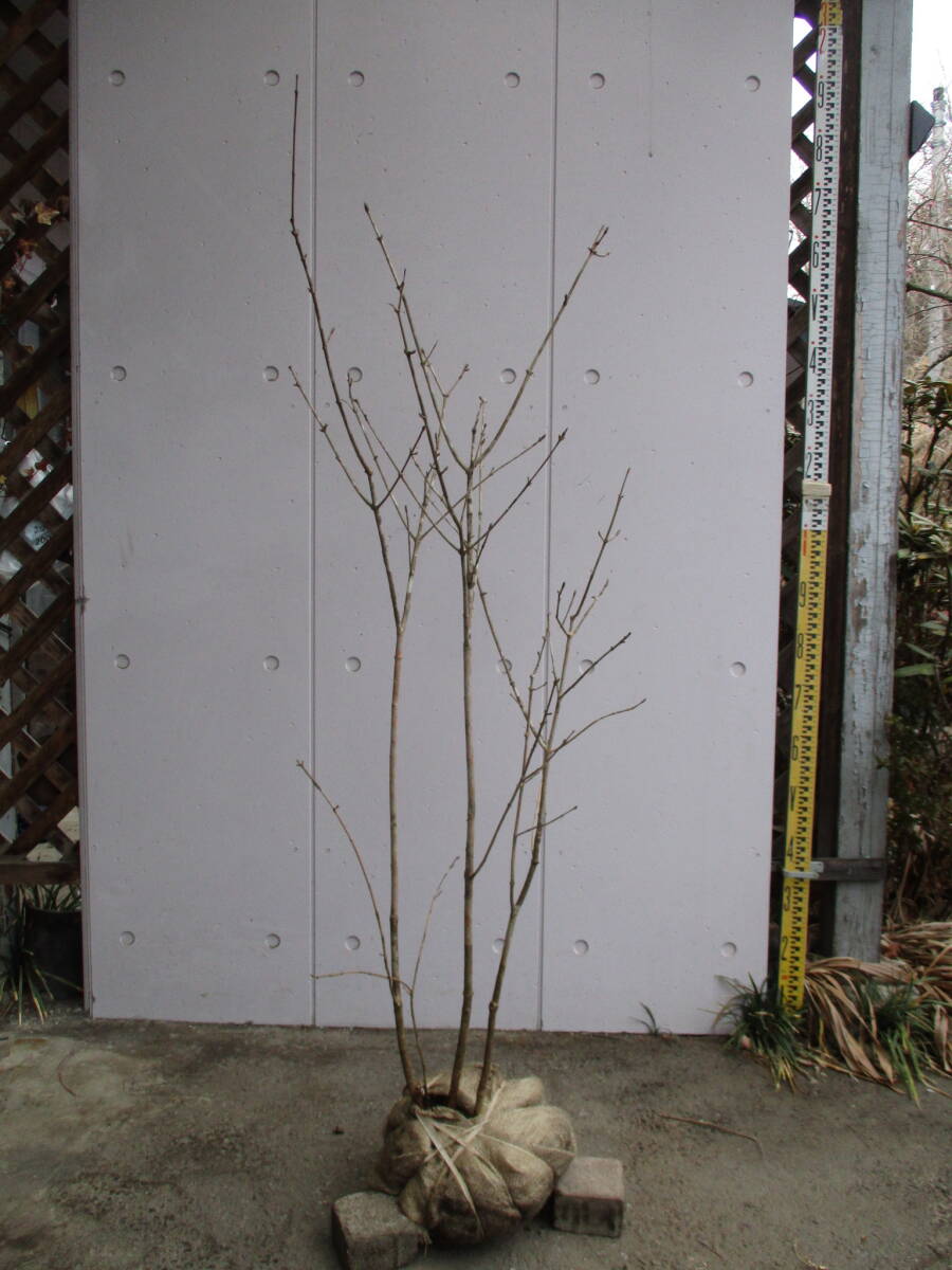  production person direct sale! * fraxinus lanuginosa * height of tree 1.25m stock ..