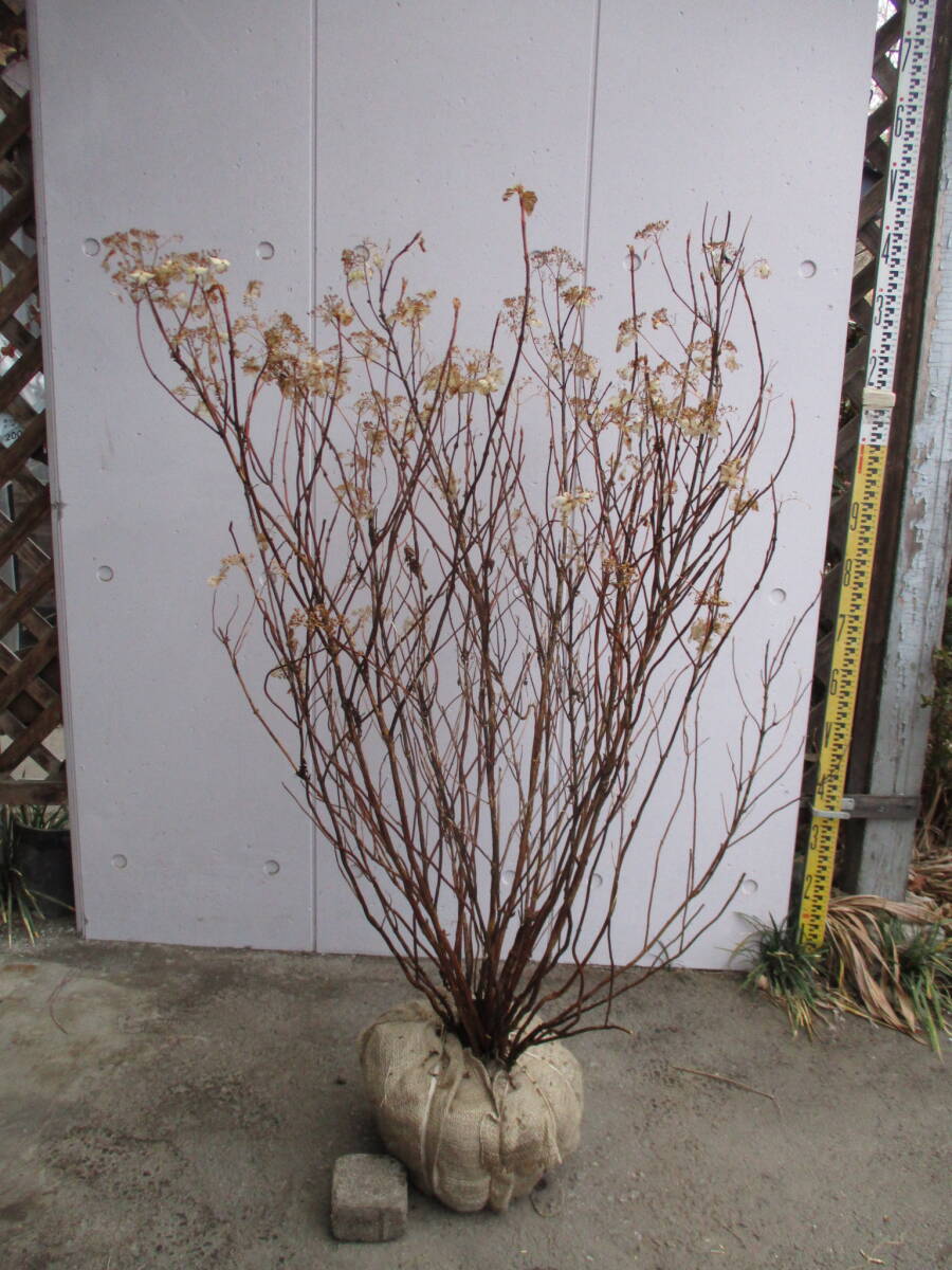  production person direct sale! large stock! * hydrangea serrata * height of tree 1.1m stock ..