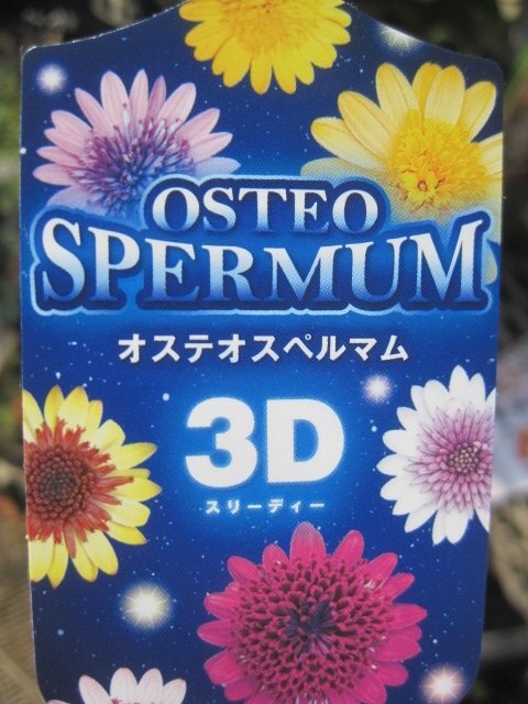 オステオスペルマムの小苗　『３D　ピンク』　10.5cmポット　ｓｋ_画像4