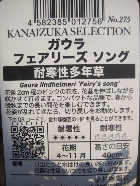 ガウラ苗　『フェアリーソング』　10.5センチポット　赤葉　桃花　コンパクトな白蝶草　耐寒性宿根草　_画像3