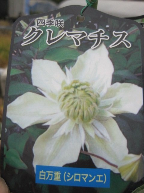 クレマチス１年生苗　『白万重』　10.5㎝深ポット_画像3