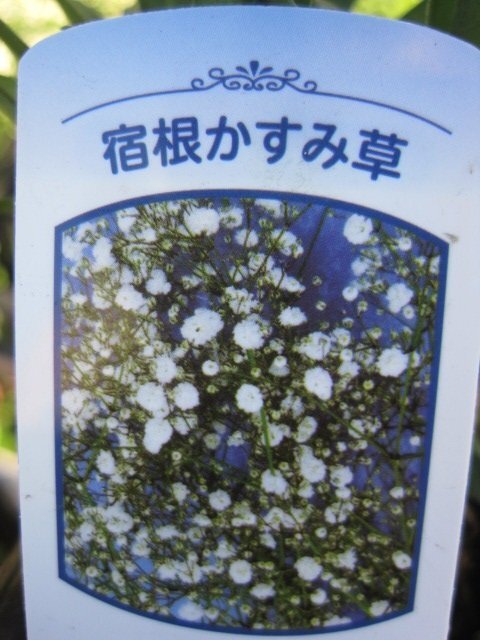 宿根かすみ苗　白花　八重咲　9cmポット　耐寒性多年草　切り花にも_画像4