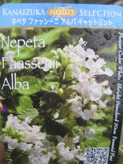 ネペタ苗　『ファッセーニ　アルバ』　10.5cmポット　白花のキャットミント　香り　耐寒性多年草_画像4