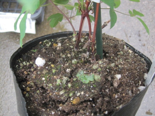 クレマチス２年生苗　『プリンセス　ダイアナ』　15センチポット　葉なし、根の状態です_画像3