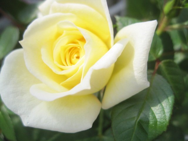 花芽付きミニバラ苗　『香るレモン色』　２～３本挿し　9センチポット　sk_画像1