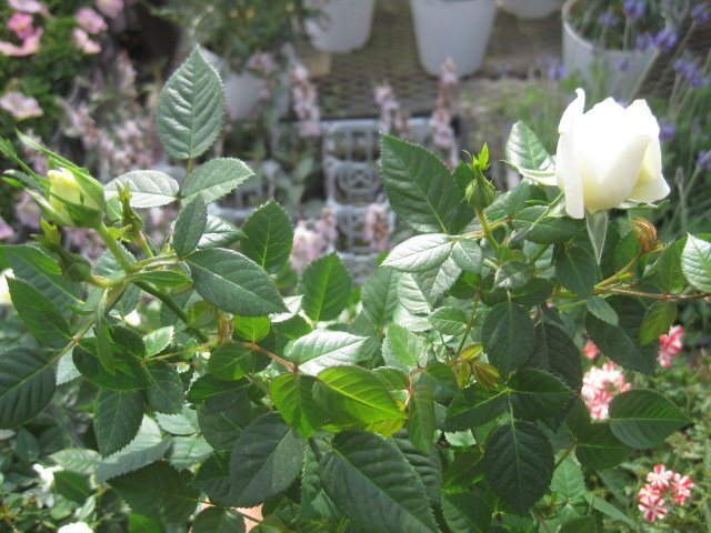 花芽付きミニバラ苗　『香るレモン色』　２～３本挿し　9センチポット　sk_画像4