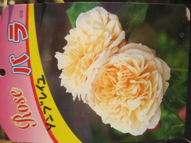  роза рассада [son Bray yu] 15 см pot CL
