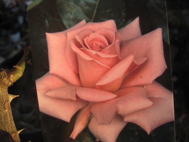  роза рассада [ shiun ] 15 см pot 