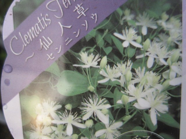 クレマチス苗 『仙人草』 ２号ポット 日本原産の強健種の画像2