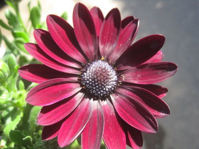 新品種『ガリヤ』　オステオスペルマム苗　10.5cmポット　赤黒の花が目を引く_画像2