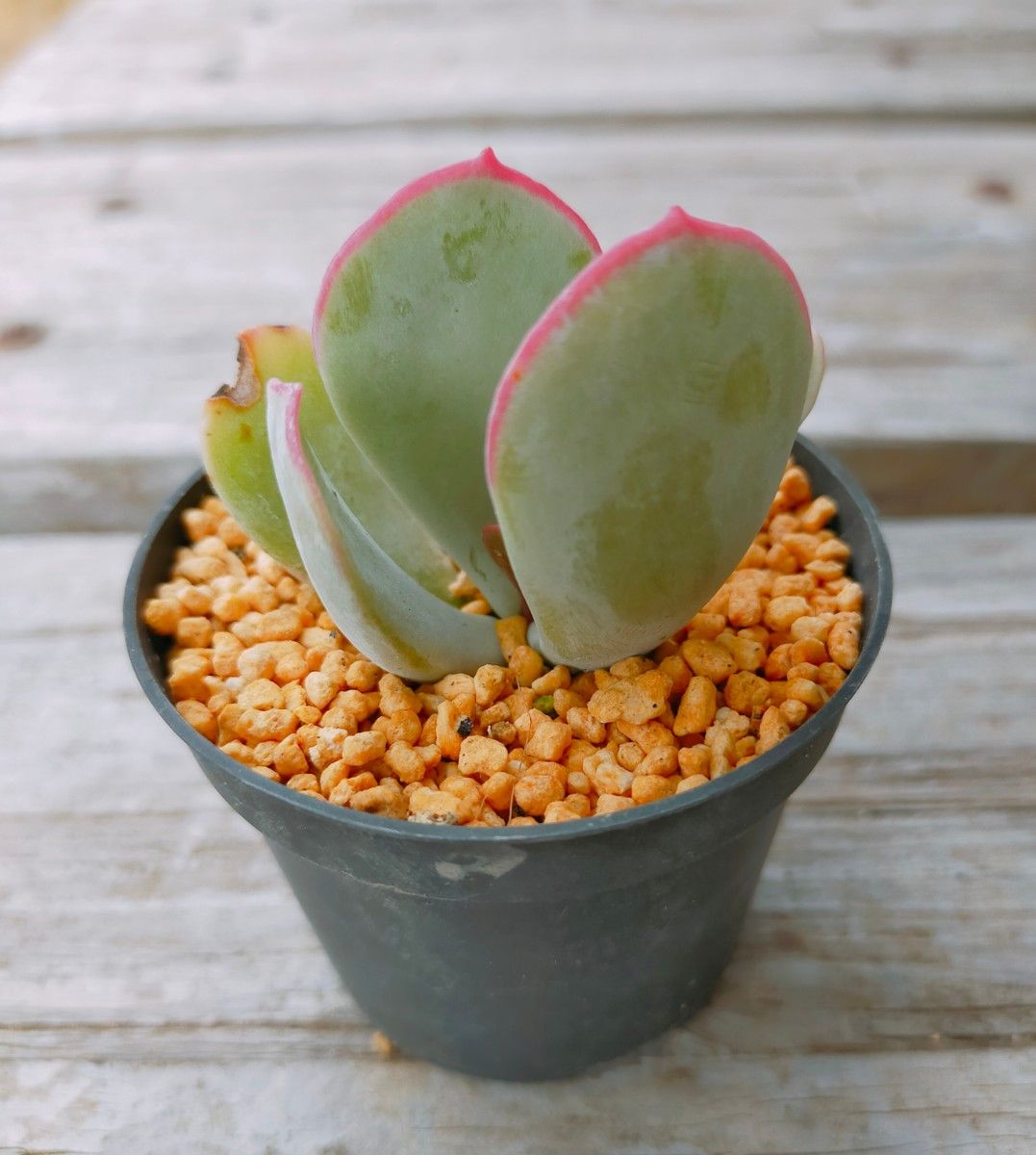 多肉植物　白眉　根付きコチレドン属やや希少種