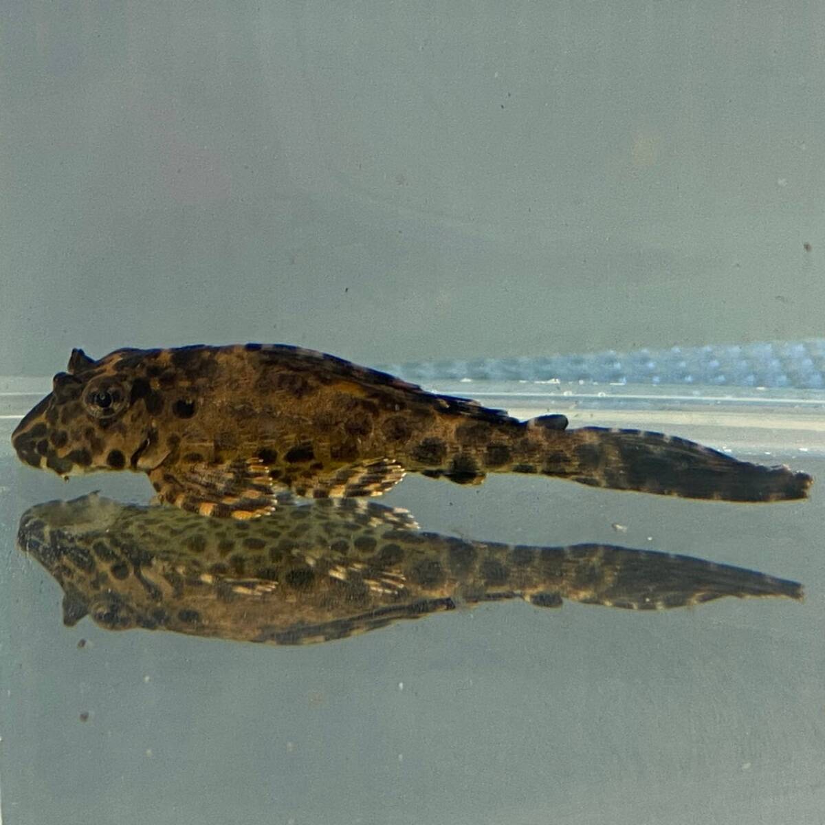 セルフィン・プレコ 5cm± 5匹 [24001] 不二熱帯魚の画像1