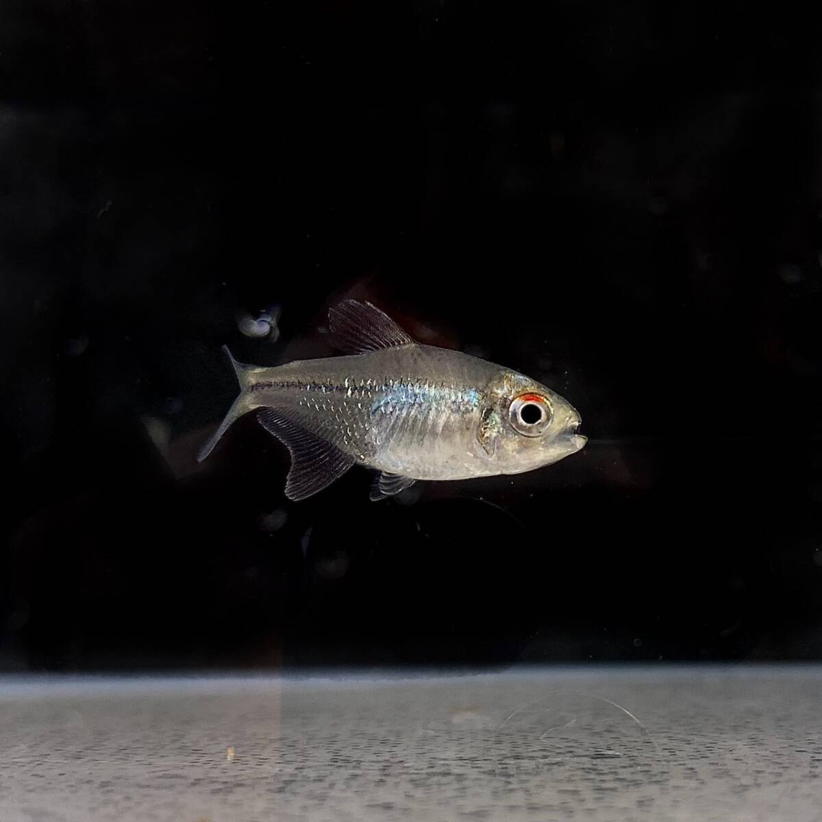  diamond Tetra M size 10 pcs [10513] un- two tropical fish 