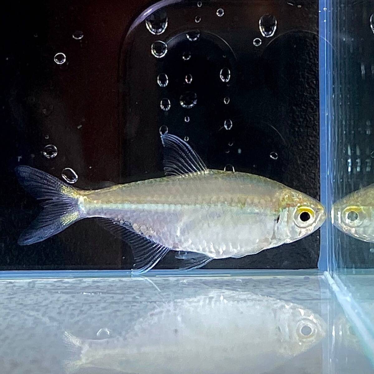  Golden Tetra 10 pcs M size [10323] un- two tropical fish 