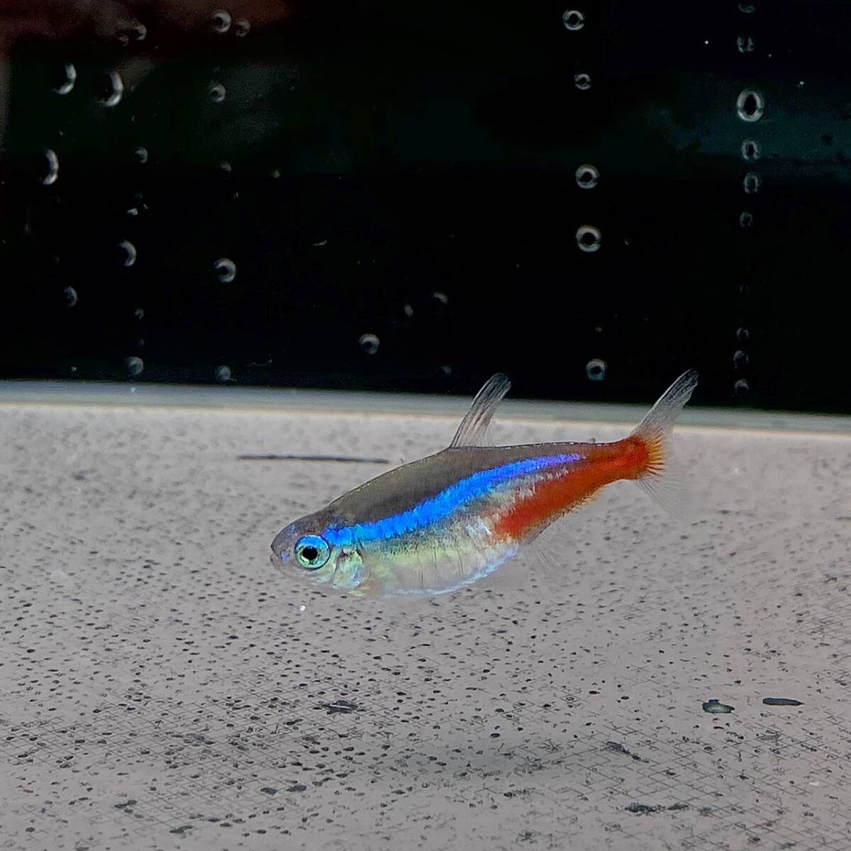  neon Tetra SM size 30 pcs [10002] un- two tropical fish 