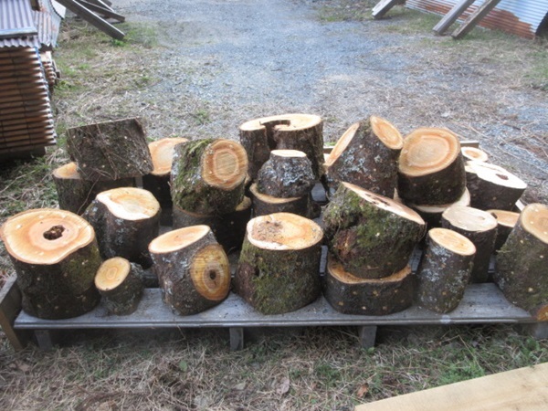 ナメコの成る木 ホダ木 1年物 そめいよしの 重箱式 20kg～24kg入り：ヤマト運輸 Fサイズ運賃専用商品の画像7
