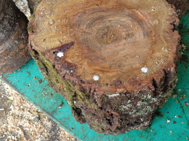 ナメコの成る木 ホダ木 1年物 そめいよしの 重箱式 20kg～24kg入り：ヤマト運輸 Fサイズ運賃専用商品の画像3