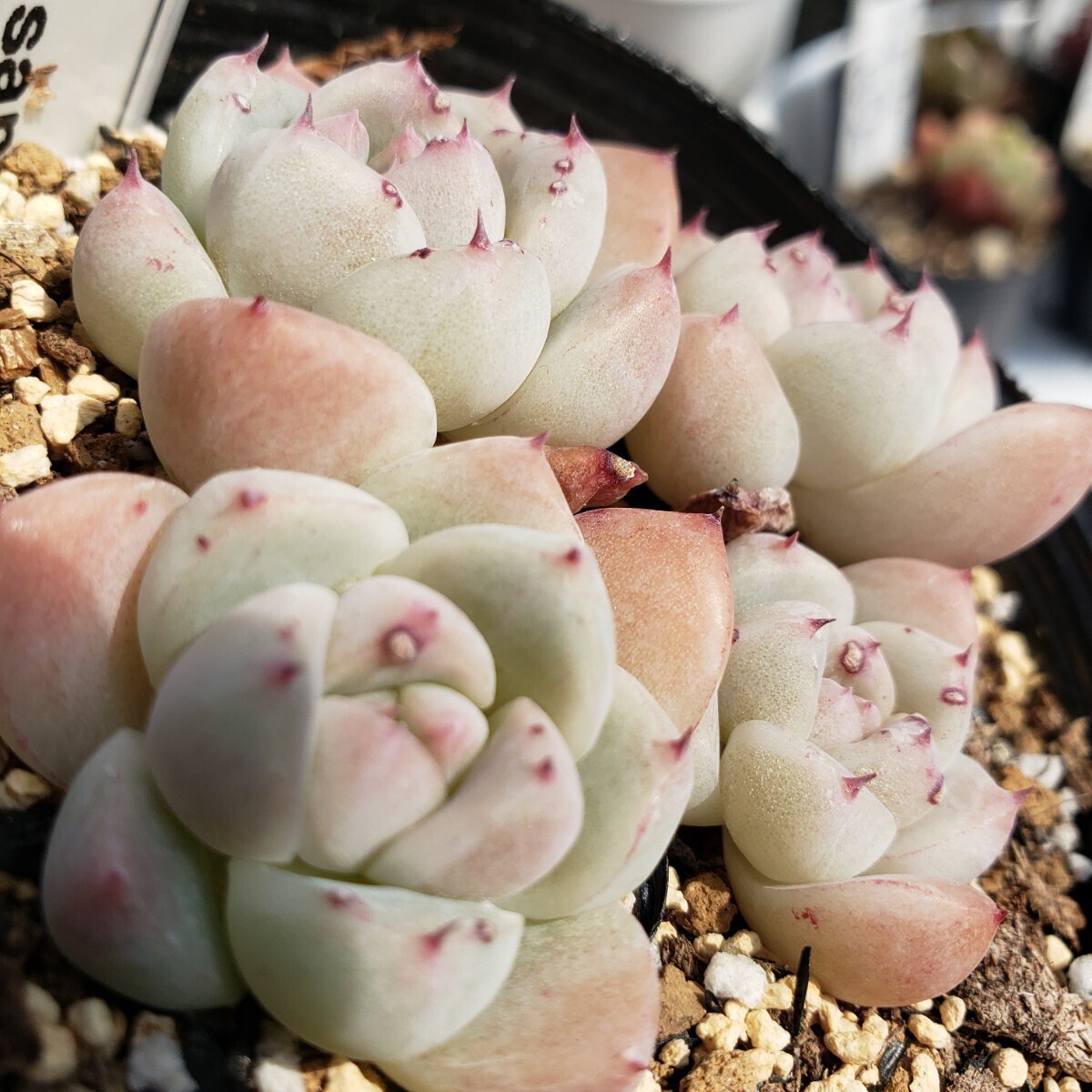 多肉植物　★氷山★　9㎝ポット　　　　　エケベリア 　韓国苗 　抜き苗　 超美苗　_画像2