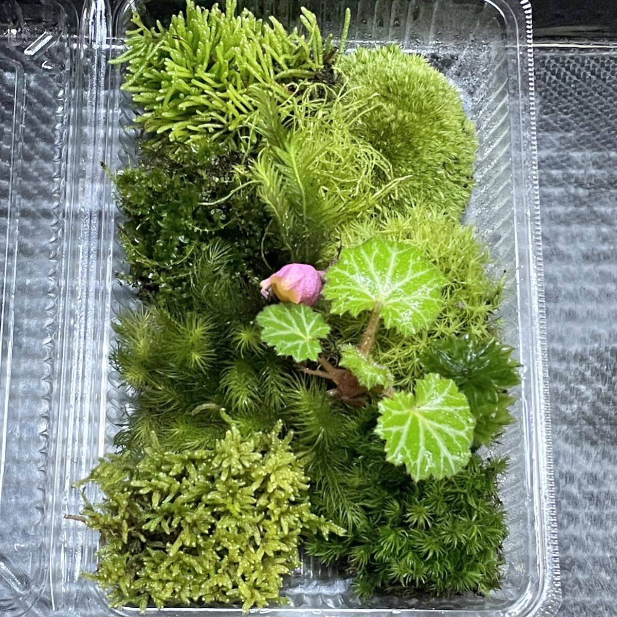 天然苔　こけ　植物詰め合わせ！ネズミノオゴケ　コツボゴケ　ホウオウゴケ等 pk_画像2