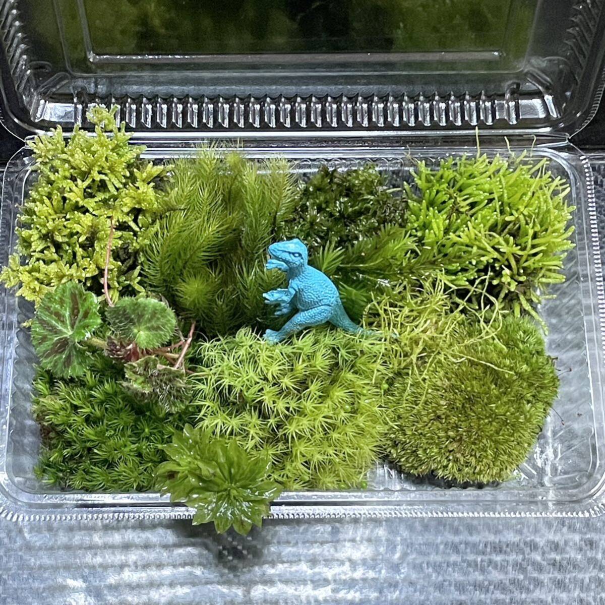 天然苔　こけ　植物詰め合わせ！ヒノキゴケ　カサゴケ　タマゴケ等 bl_画像1