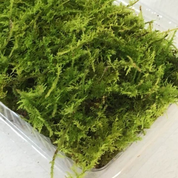 1パック（送料込）天然苔 シノブゴケ/しのぶ苔（17.5cm×10.5cm×4cm)の画像2
