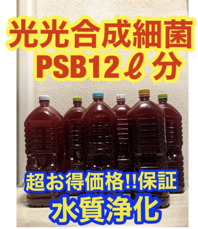 沖ちゃんメダカ【送料無料】濃縮　光合成細菌PSB 12Lバクテリア　メダカ　めだか　金魚　グッピー　ミジンコ　稚魚　針子（2000ml）6本_画像1