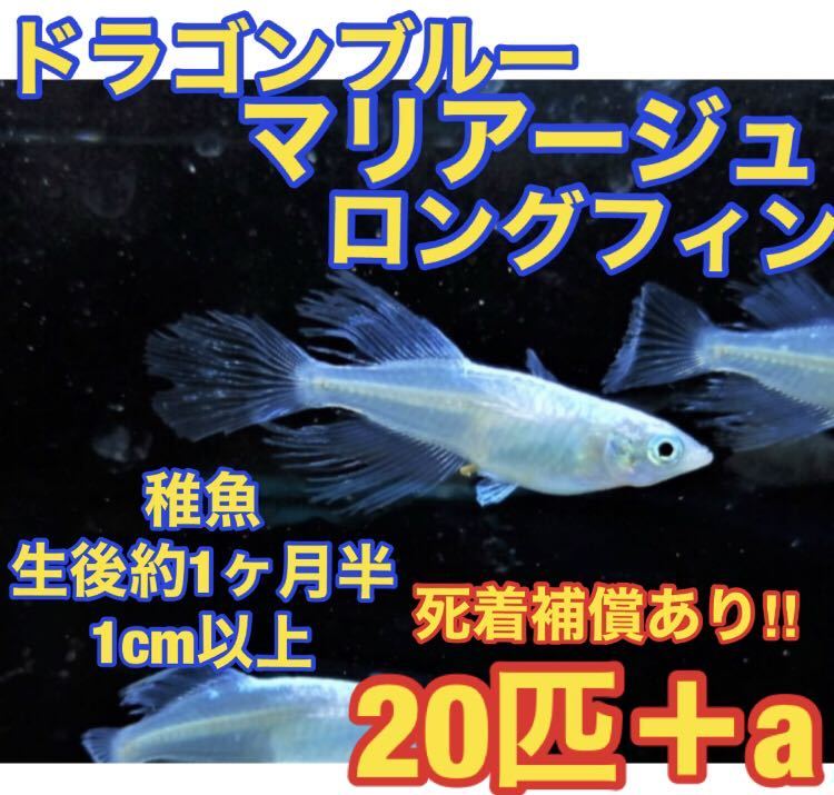 沖ちゃんメダカ【送料無料】※発送方法必読※【送料無料】ドラゴンブルー　ロングフィン　ヒレ長　青蝶　モルフォ　マリアージュ 稚魚_画像1