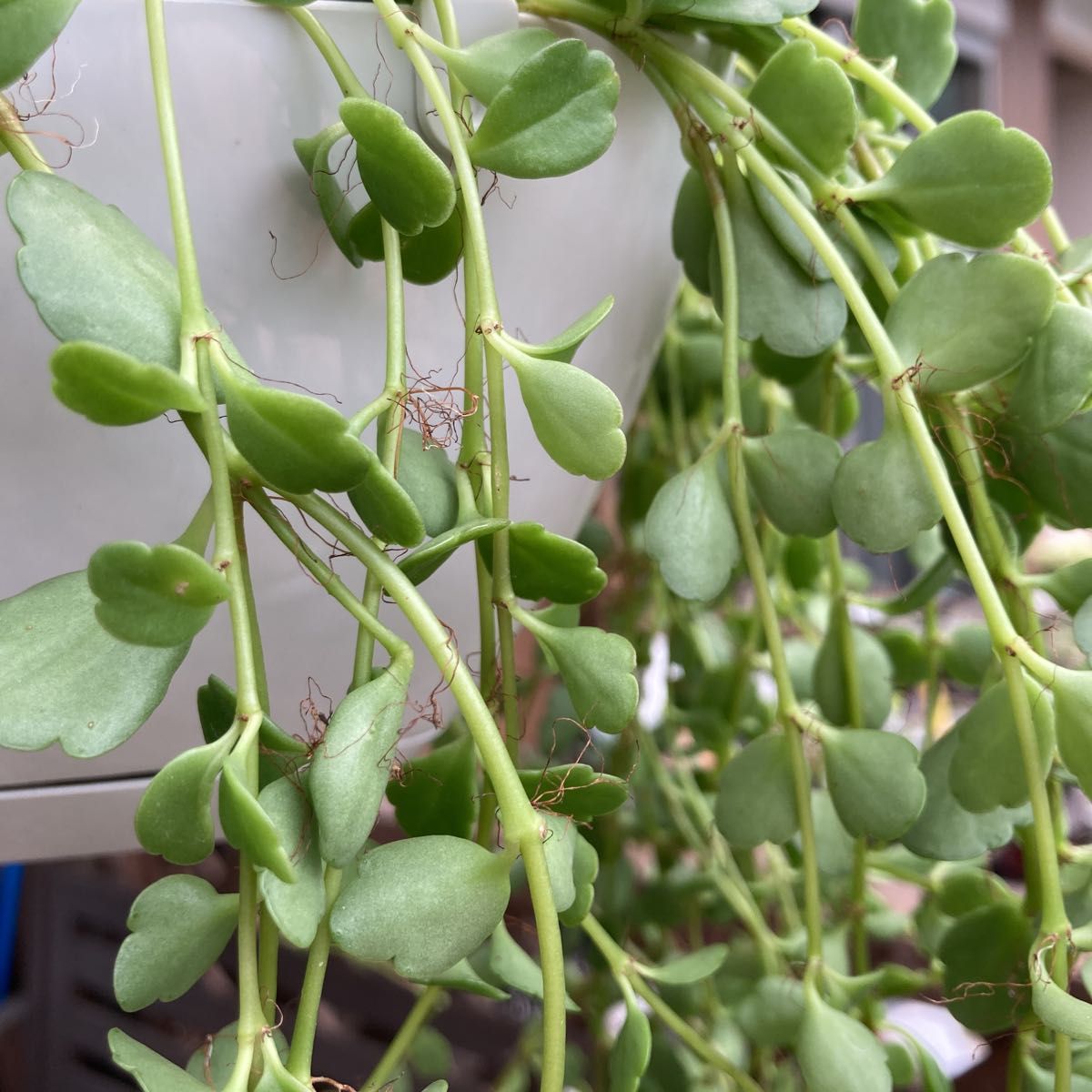 希少　カランコエフィフィ　 多肉植物 カット苗