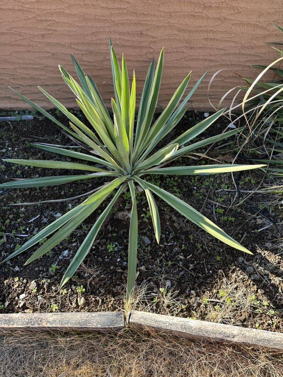  yucca Glo rio sa Varie ga-ta1m large stock 