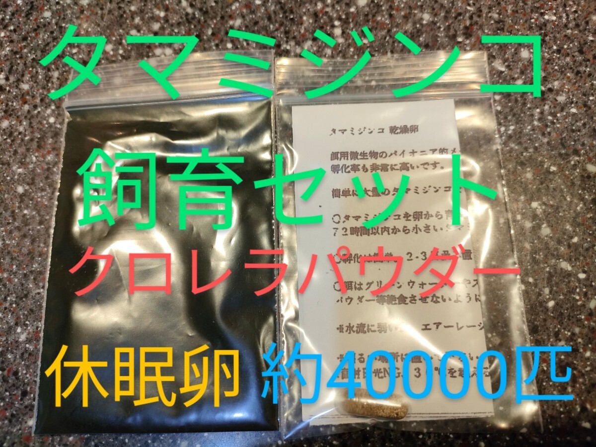 送金無料！自然派活き餌　タマミジンコ飼育セット　クロレラパウダー　乾燥卵　約40000匹相当　取説付　めだかグッピー金魚熱帯鯉稚魚餌_画像1