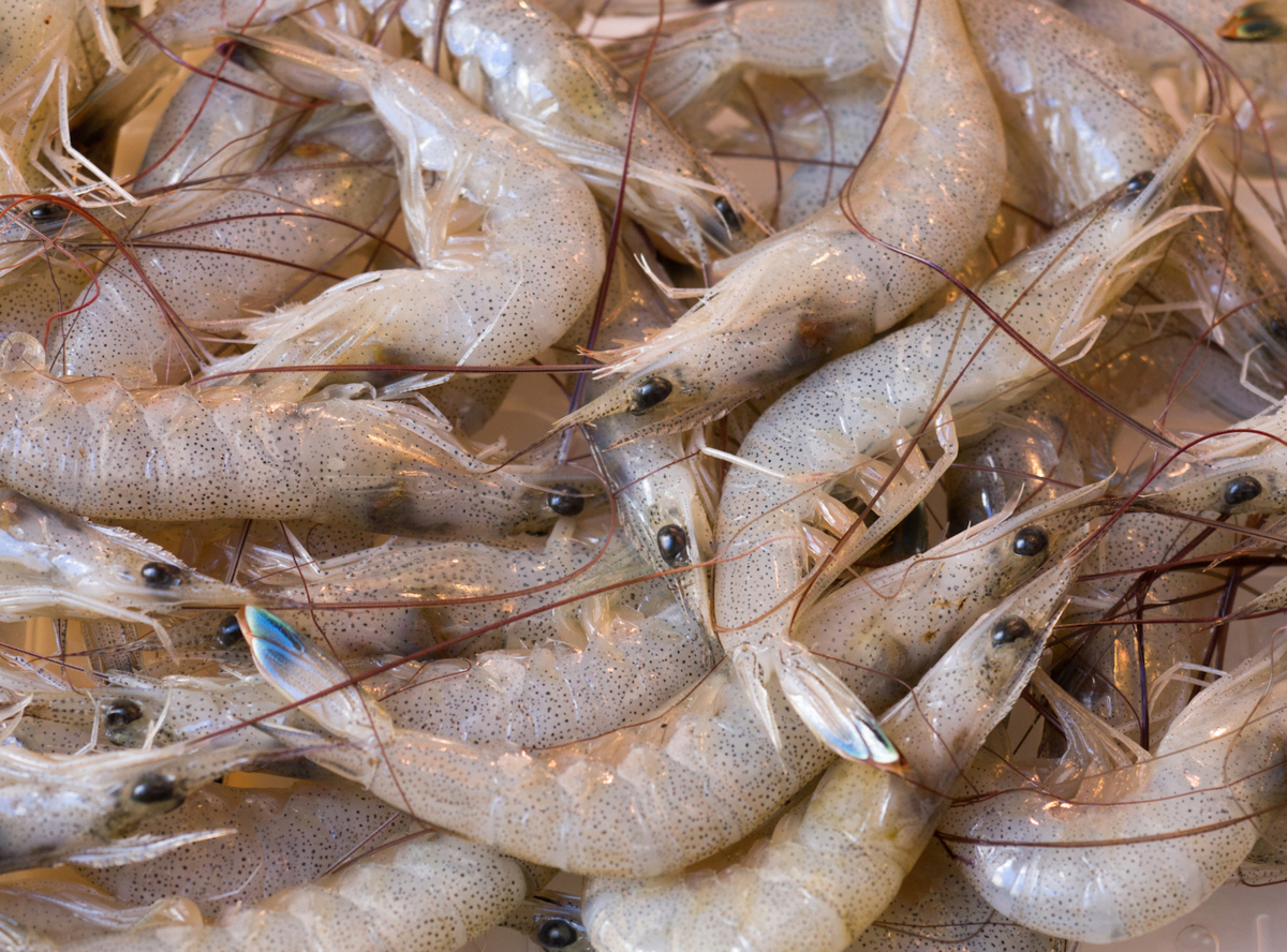 . ground circle middle lawn grass ..( Kumamoto prefecture production 150 tail rom and rear (before and after) )1kg lawn grass shrimp shrimp .. sea .siba shrimp .... lawn grass sea .
