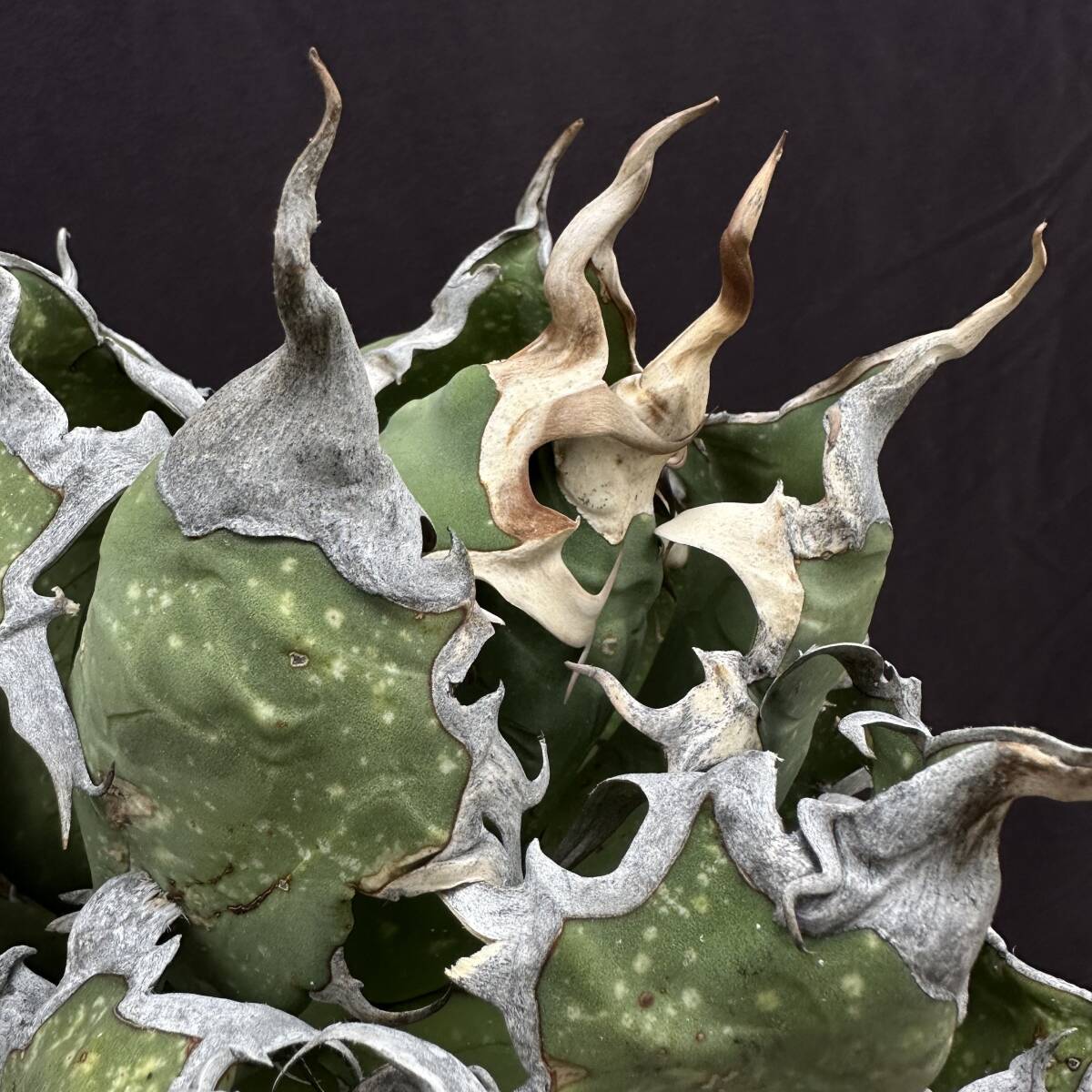 PTL001 Agave oteroi Oaxaca special株 アガベ オテロイ 強棘 スペシャル の画像9