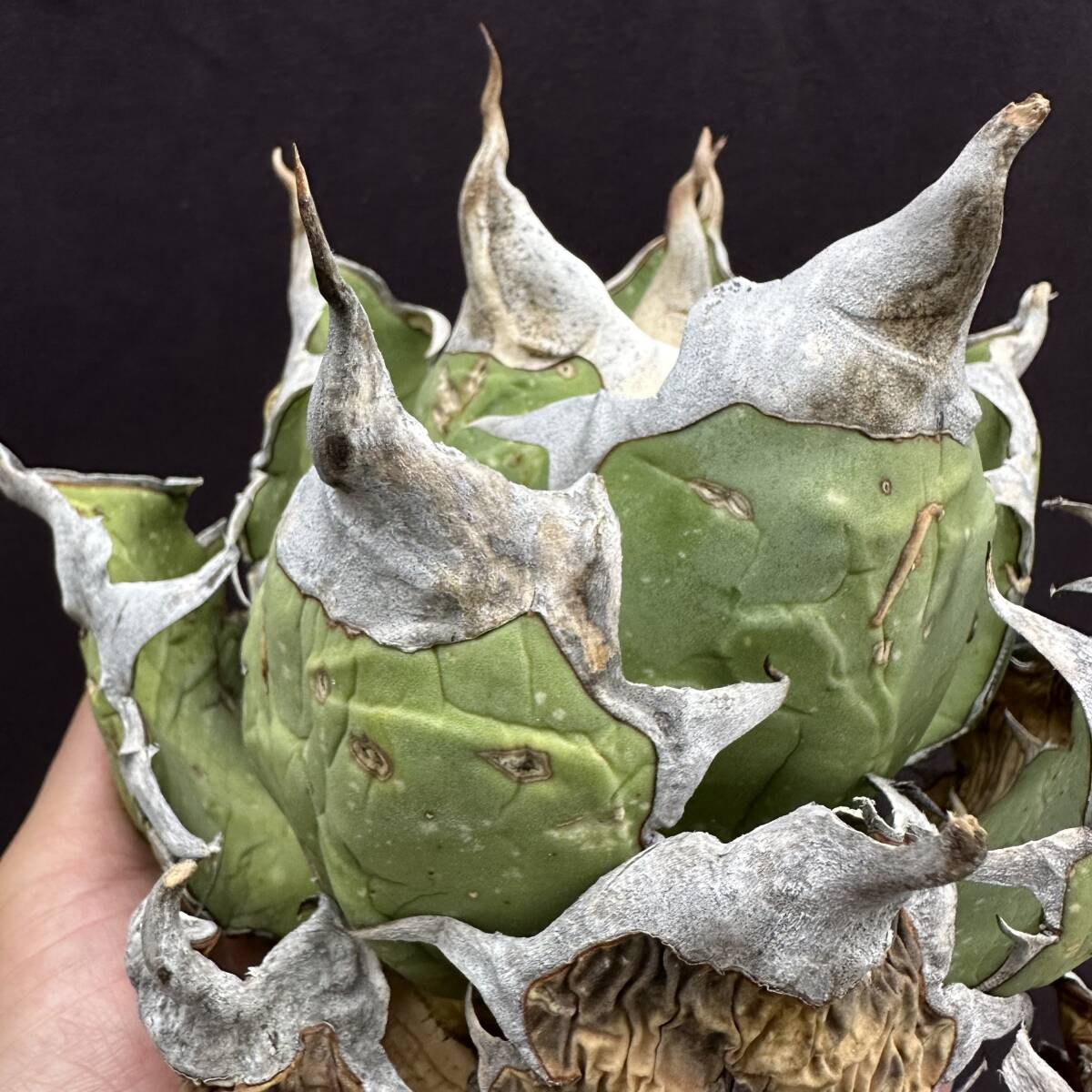 PTL002 Agave oteroi Oaxaca special株 アガベ オテロイ 強棘 スペシャル の画像4