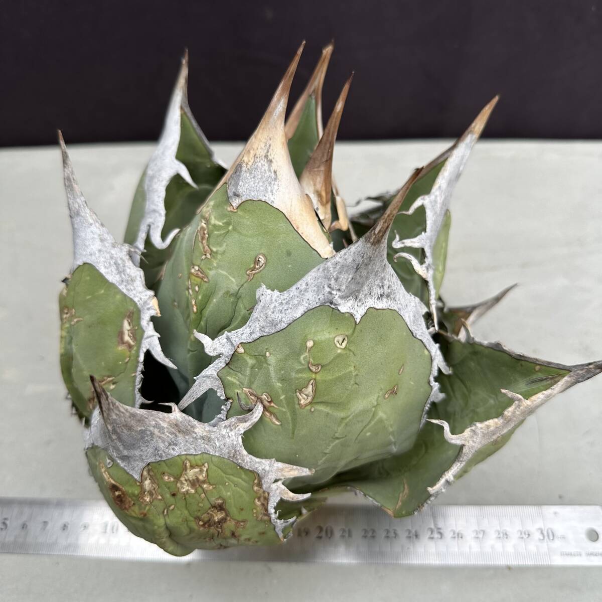 PTL007 Agave oteroi Oaxaca special株 アガベ オテロイ 強棘 スペシャル _画像2