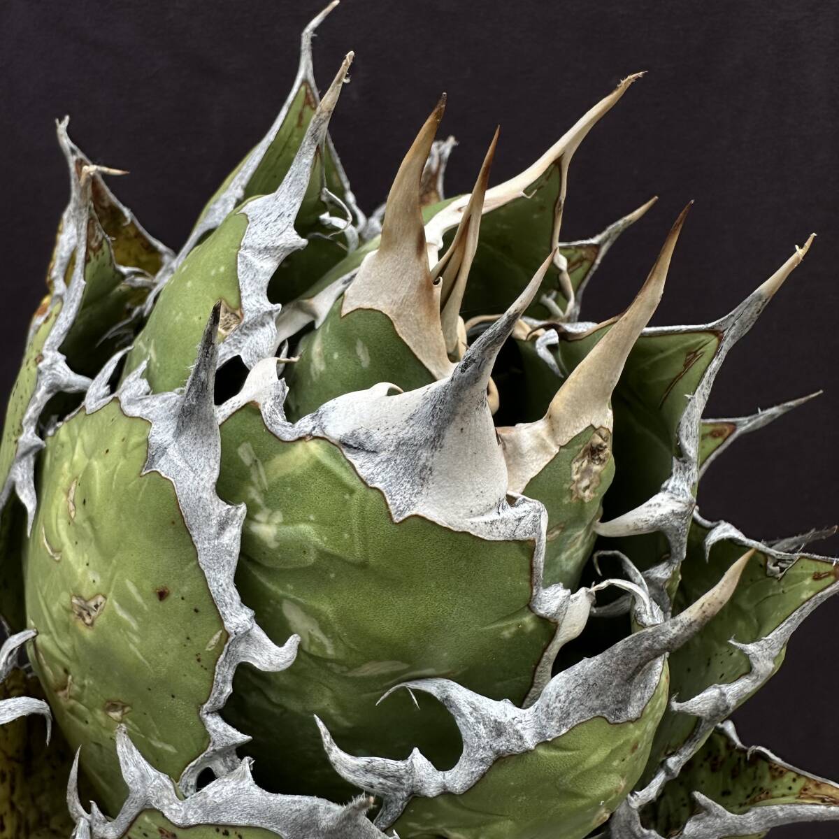 PTL023 Agave oteroi Oaxaca special株 アガベ オテロイ 強棘 スペシャルの画像3