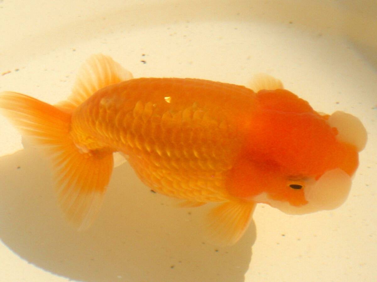 .fn tongue *2 -years old fish * Chuubu west Ozeki system * male type *11cm*007*.- kun 